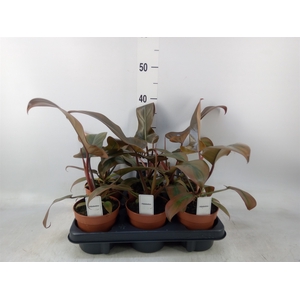 Philodendron   ...