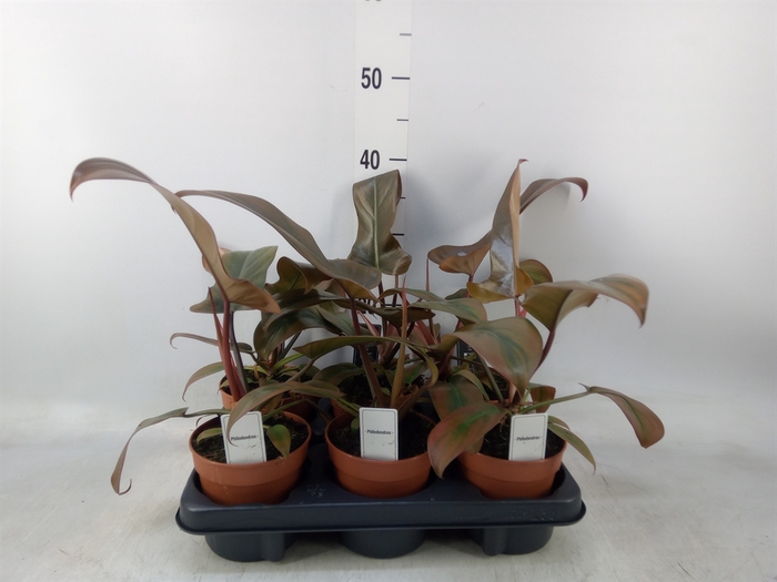 <h4>Philodendron   ...</h4>