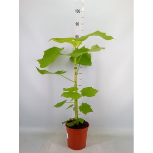 Sparrmannia africana