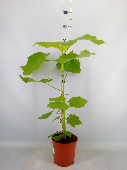 <h4>Sparrmannia africana</h4>