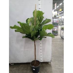 Ficus lyrata