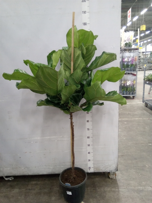 <h4>Ficus lyrata</h4>