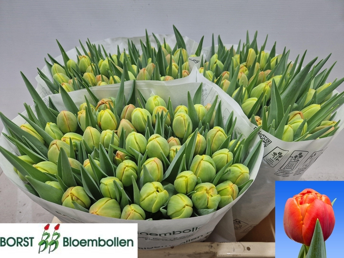 <h4>TU DU ICOON</h4>