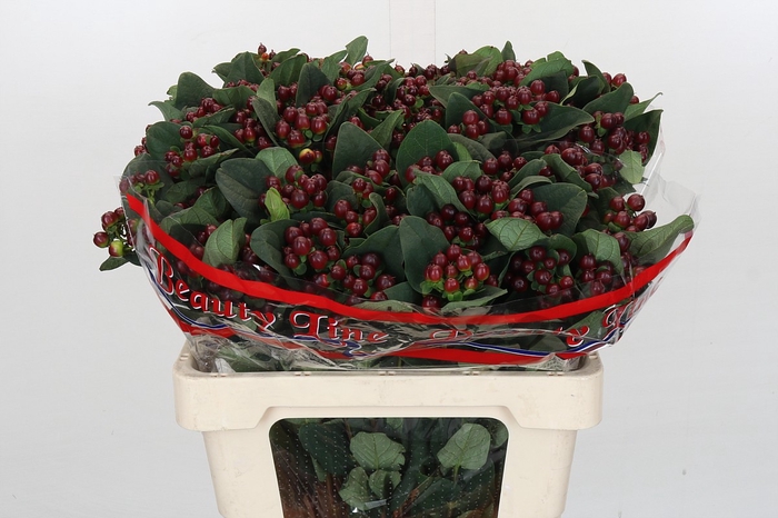 <h4>Hypericum Globo Burgundy</h4>