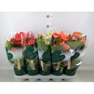 Anthurium   ...mix 4