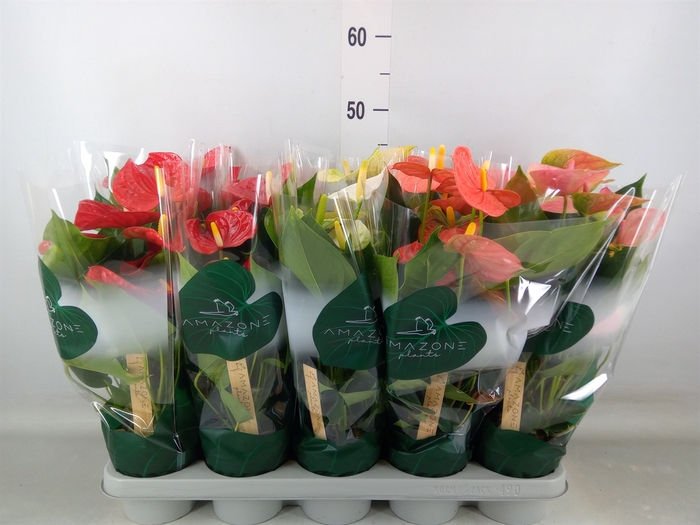 <h4>Anthurium   ...mix 4</h4>