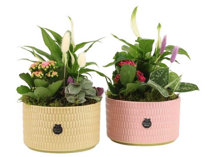 <h4>21979: Contradiction arrangement</h4>