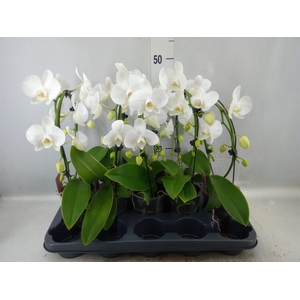 Phalaenopsis   ...white