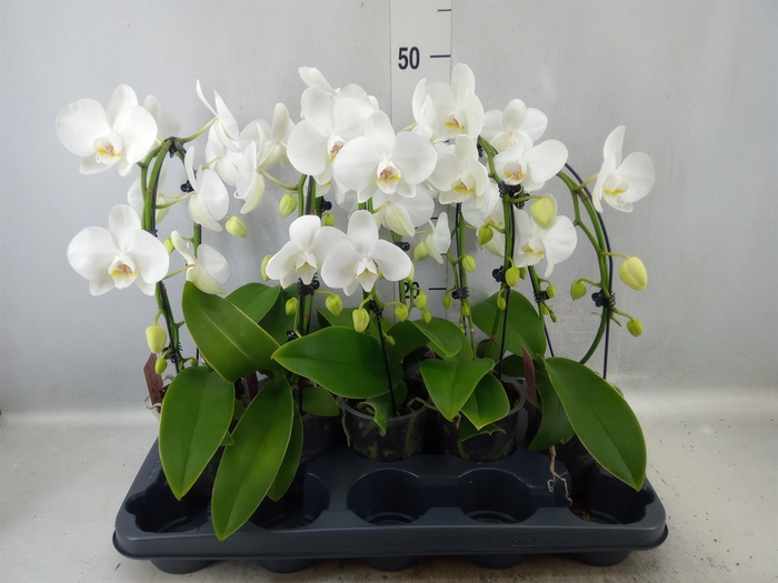 <h4>Phalaenopsis   ...white</h4>