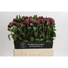 Paeonia Red Sarah