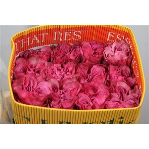 R Gr Country Blues Ec