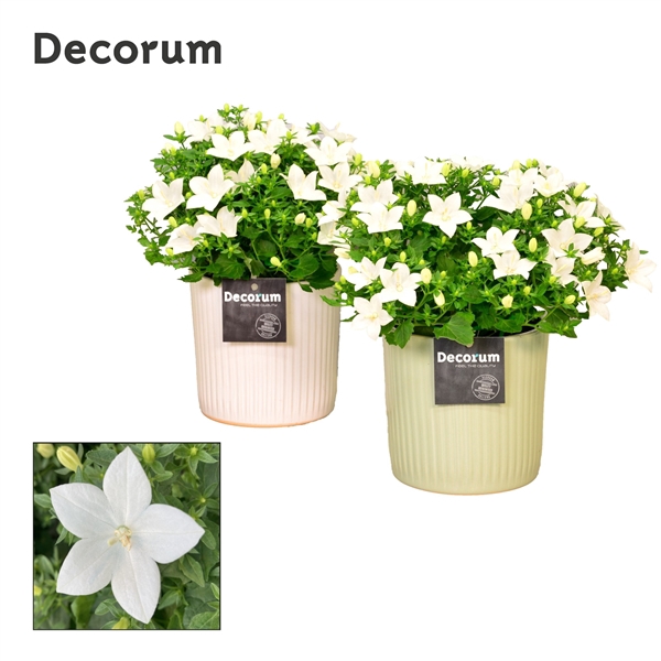 <h4>Campanula Atlanta Lucille</h4>