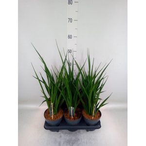 Sansevieria kirkii 'Friends'