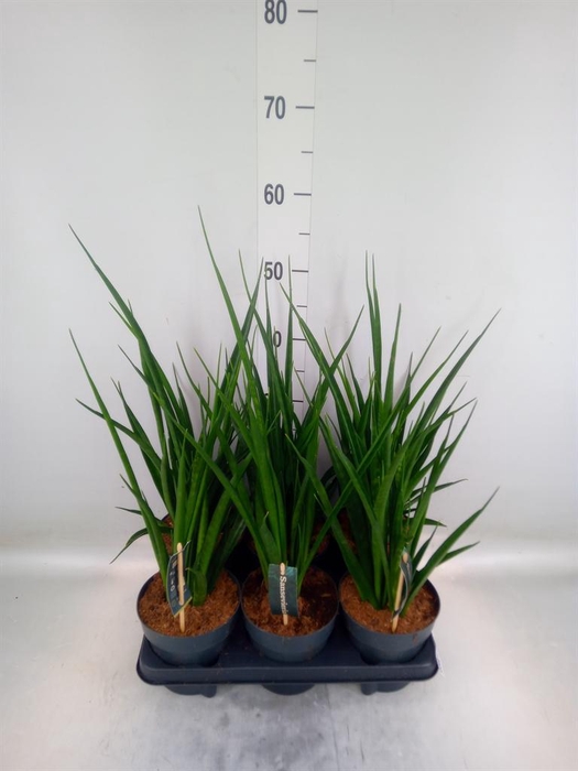 <h4>Sansevieria kirkii 'Friends'</h4>