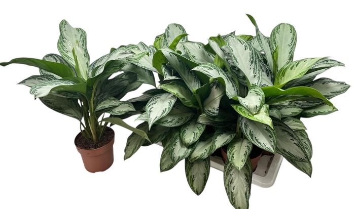 <h4>AGLAO SILVER BAY</h4>