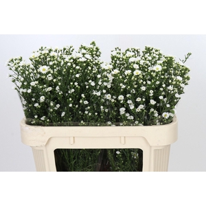 ASTER UNIV. 'PAQUITA'