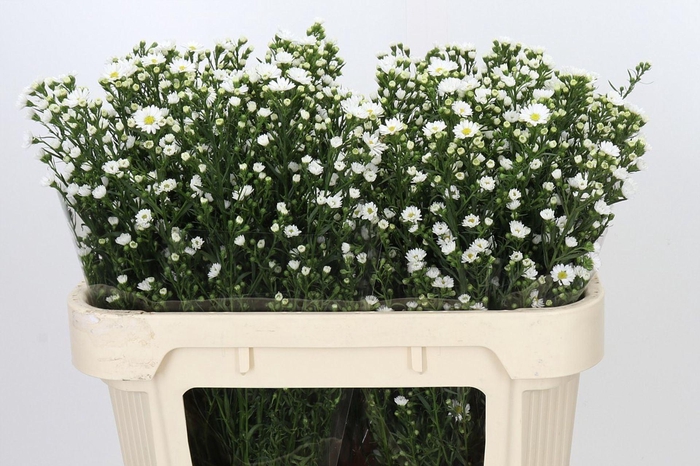 <h4>ASTER UNIV. 'PAQUITA'</h4>