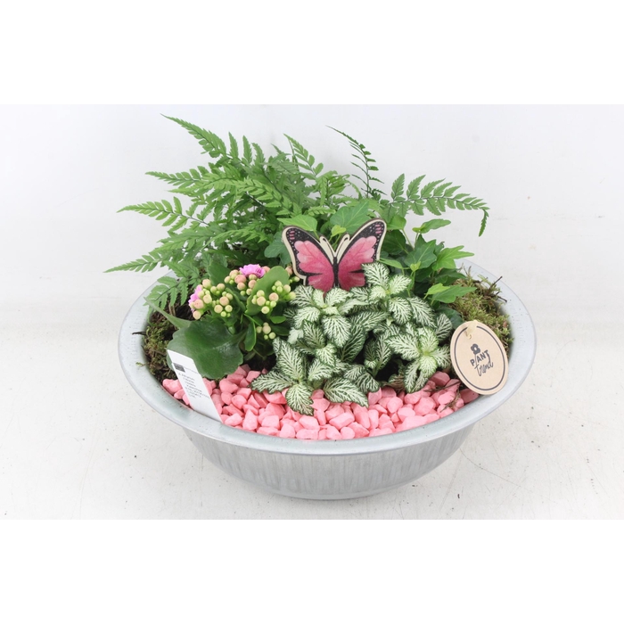 <h4>Arr2 Pl - Zink Schaal L - Roze</h4>