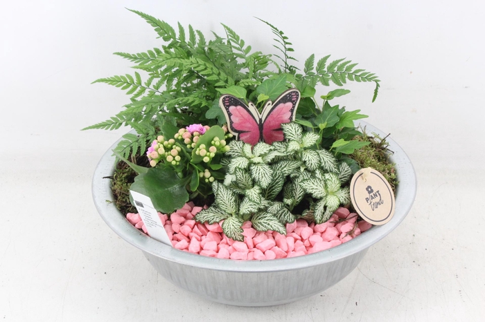 <h4>arr2 PL - Zink schaal L - roze</h4>