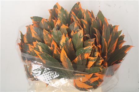 <h4>Aralia Orange Per Stem</h4>