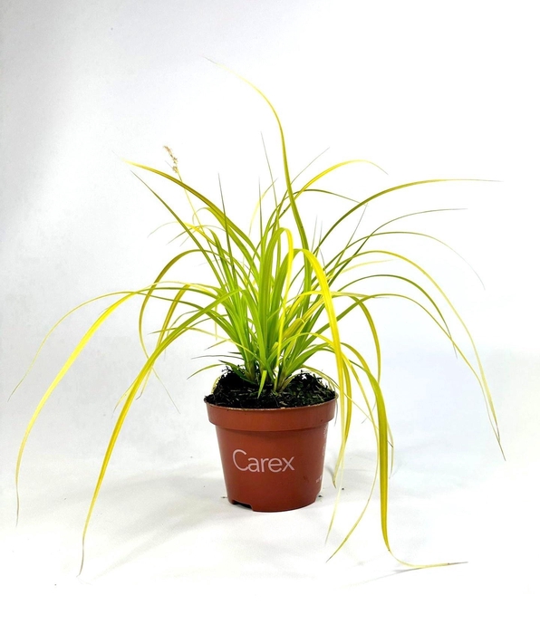 <h4>CARE OS EVCOL EVERIL</h4>