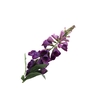 Digitalis Purple