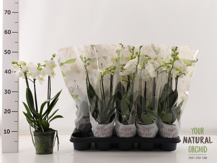<h4>PHAL OV WIT</h4>