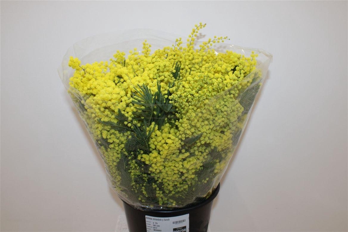 <h4>Mimosa Mirandole P Bunch</h4>