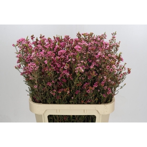 Chamelaucium Sarah's Delight