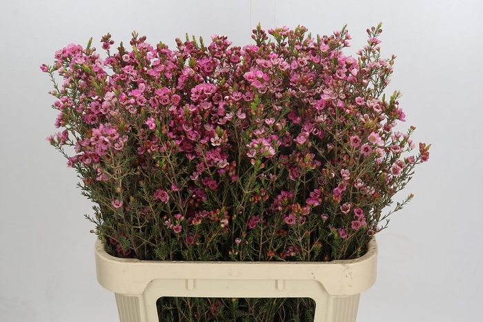 Chamelaucium Sarah's Delight