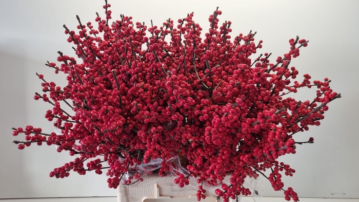 <h4>ILEX VE RODE BES</h4>