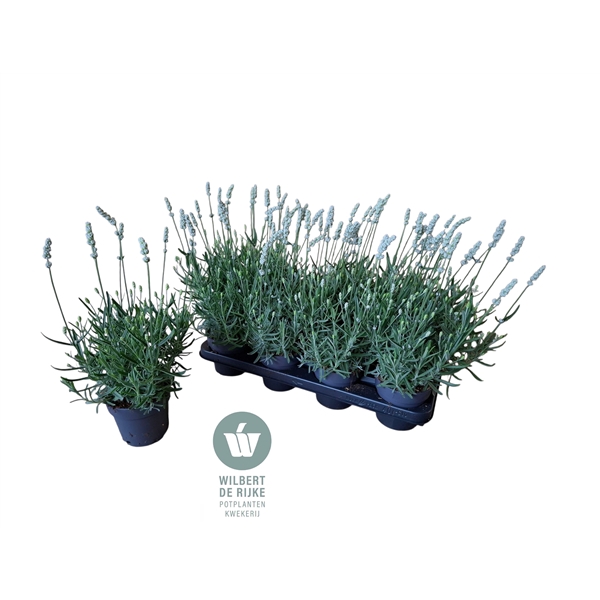 <h4>Lavendel angustifolia Vienco White Lavandula</h4>