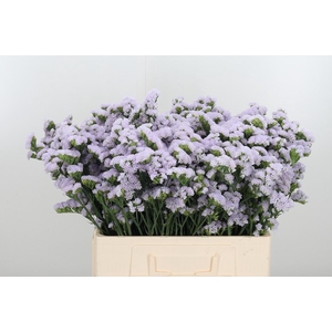 Lim S Tessa Lavender