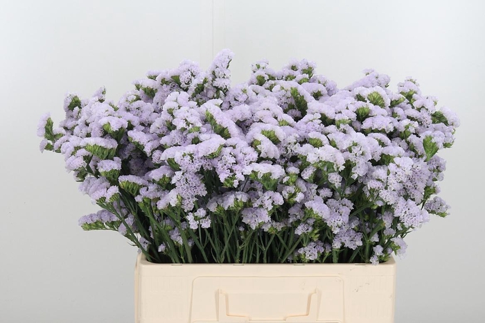 Lim S Tessa Lavender