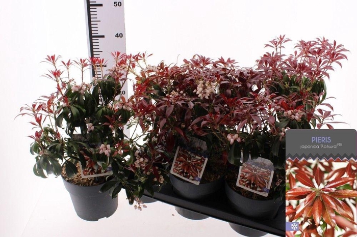 <h4>PIERIS JAP KATSURA</h4>