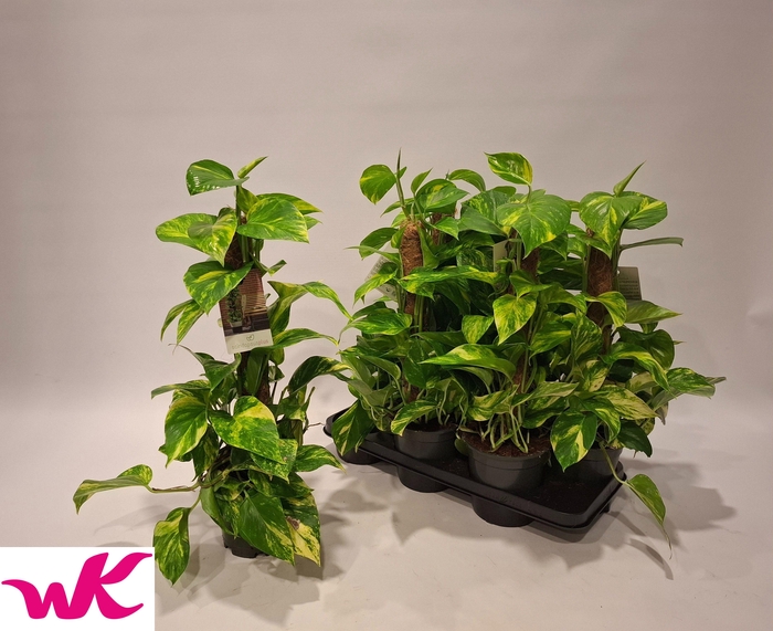 <h4>EPIPR MOSSTOK</h4>