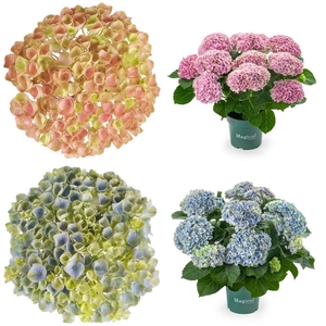 HYDRANGEA MACROPHYLLA P14 magical