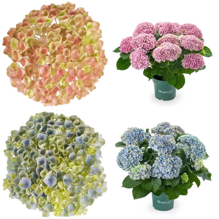 <h4>HYDRANGEA MACROPHYLLA P14 magical</h4>