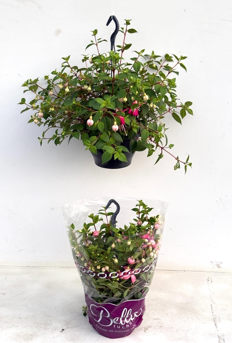 <h4>FUCHSIA PAULA JANE</h4>