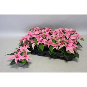 Poinsettia 6 cm Princettia Light Pink 2/4 koppen