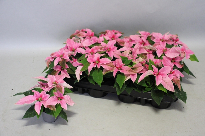 <h4>Poinsettia 6 cm Princettia Light Pink 2/4 koppen</h4>