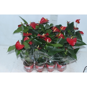 ANTHURIUM BAMBINO RED P09 VERMELHO