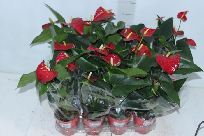 ANTHURIUM BAMBINO RED P09 VERMELHO