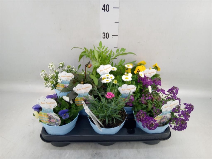 <h4>Tuinkruiden   ...</h4>