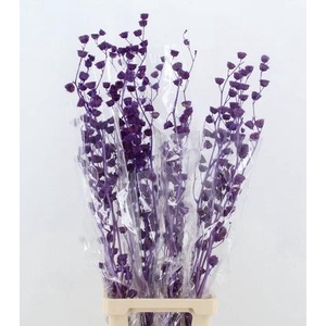 DF Lavatera Bs Purple 120g
