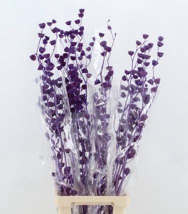 <h4>DF Lavatera Bs Purple 120g</h4>