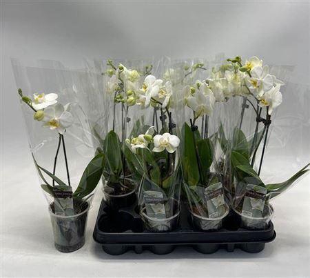 <h4>** Phal White 1 Branche 8+ * Autumn Promo *</h4>