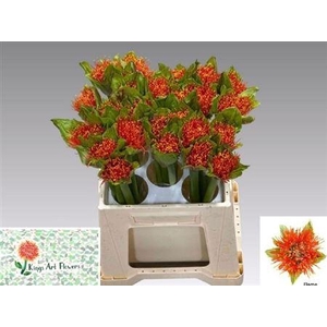 Scadoxus M Torch