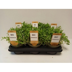 Bonenkruid P12 HERBIO steker