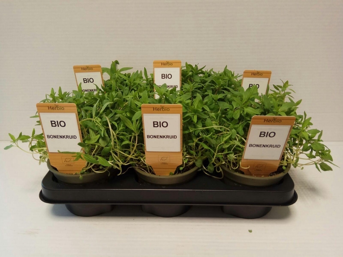 <h4>Bonenkruid P12 HERBIO steker</h4>